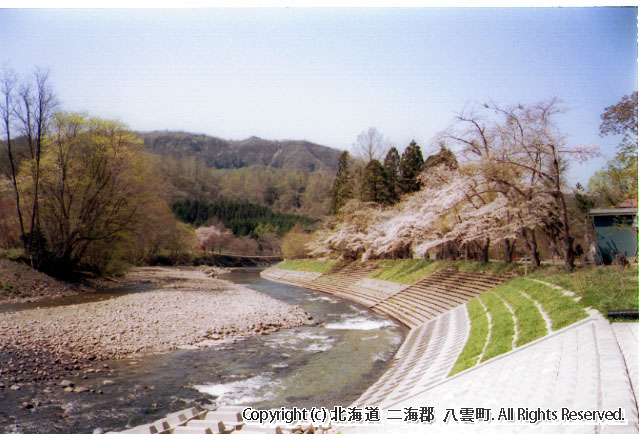 H14 桜（銀婚湯前）