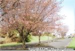 H14　桜（さらんべ公園）