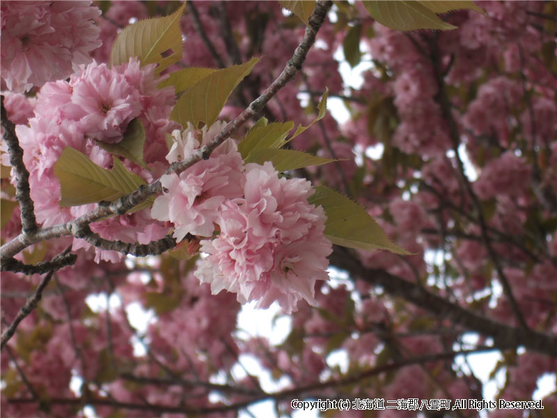 H17.06.07　桜（わらび野） 