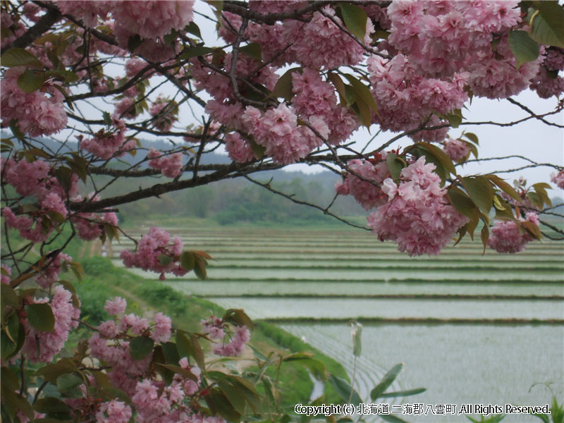 H17.06.07　桜（わらび野） 