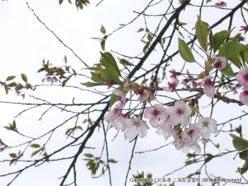 H17.05.24　桜（落部公園） 