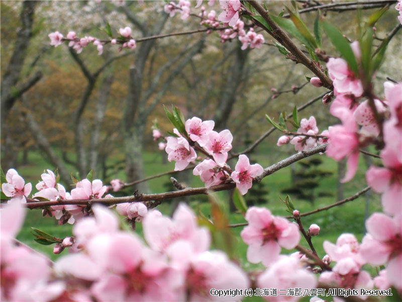 H17.05.24　桜（落部公園） 