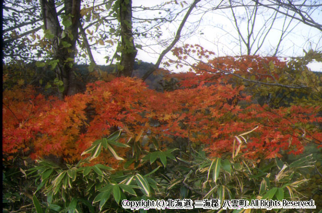 H14　紅葉