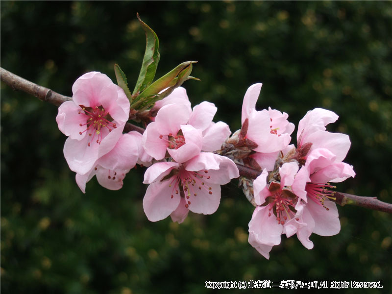 H17.05.24　桜（落部公園） 