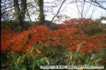 H14　紅葉