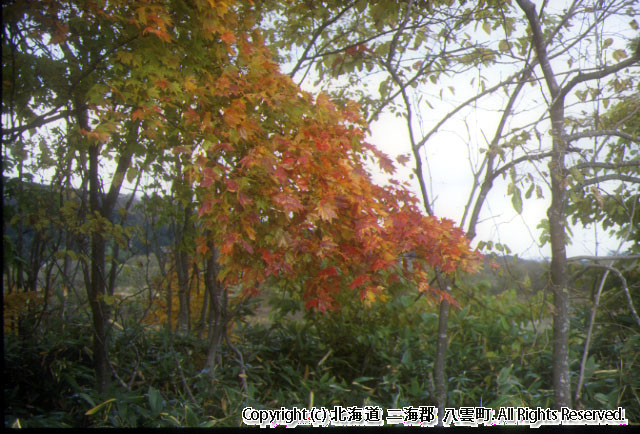 H14　紅葉