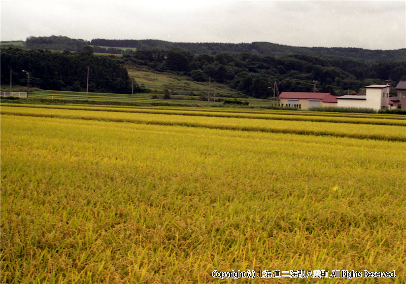 H17.09.06　水田風景（入沢・東野） 