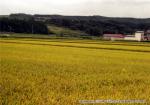 H17.09.06　水田風景（入沢・東野）