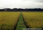 H17.09.06　水田風景（入沢・東野） 