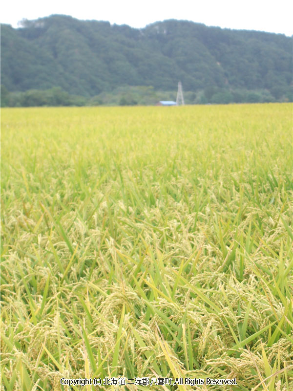 H17.09.06　水田風景（入沢・東野） 