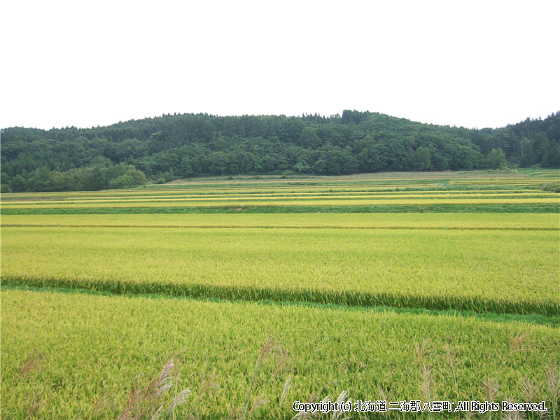 H17.09.06　水田風景（入沢・東野） 