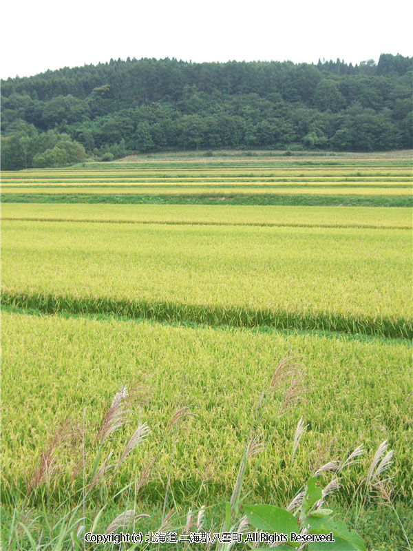 H17.09.06　水田風景（入沢・東野） 