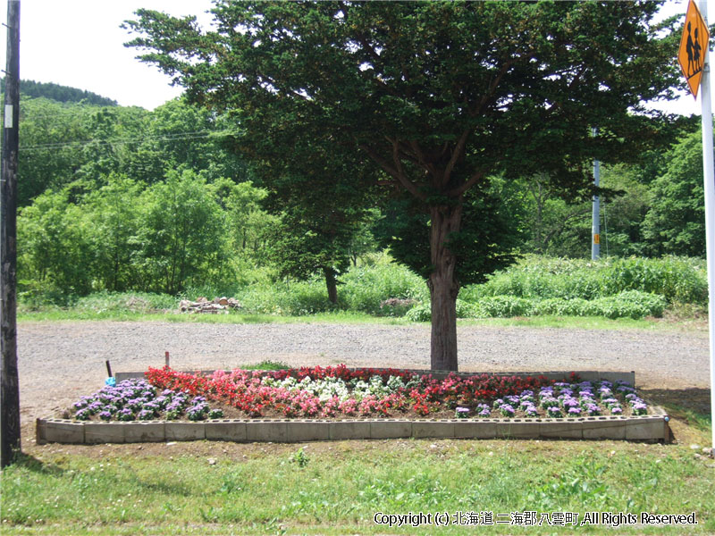 H17.06.28　花いっぱい運動花苗植栽 