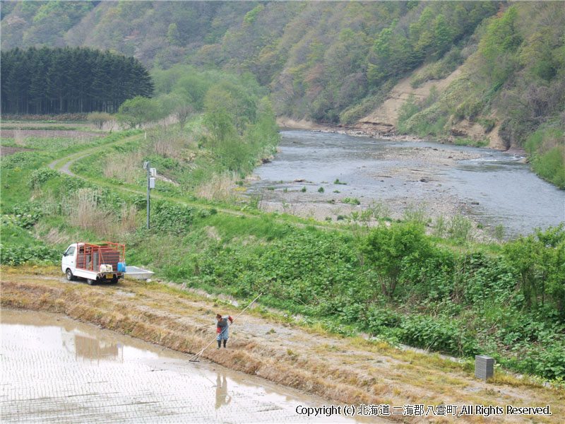 H17.05.24　田植え作業（落部：寺川） 