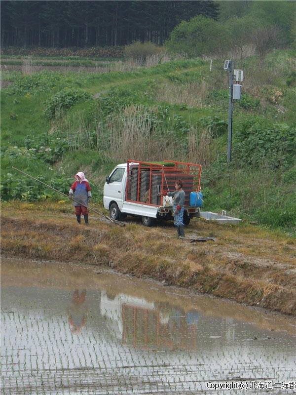 H17.05.24　田植え作業（落部：寺川） 