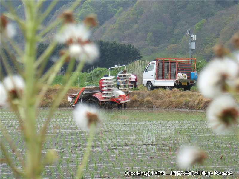 H17.05.24　田植え作業（落部：寺川） 