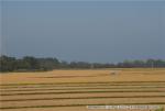 H18.10.05　風景（東野稲）  