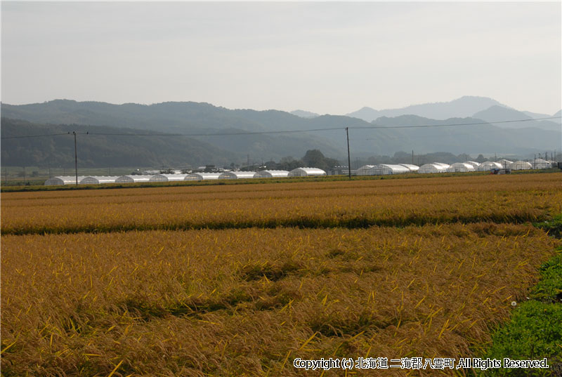 H18.10.05　風景（東野稲）  