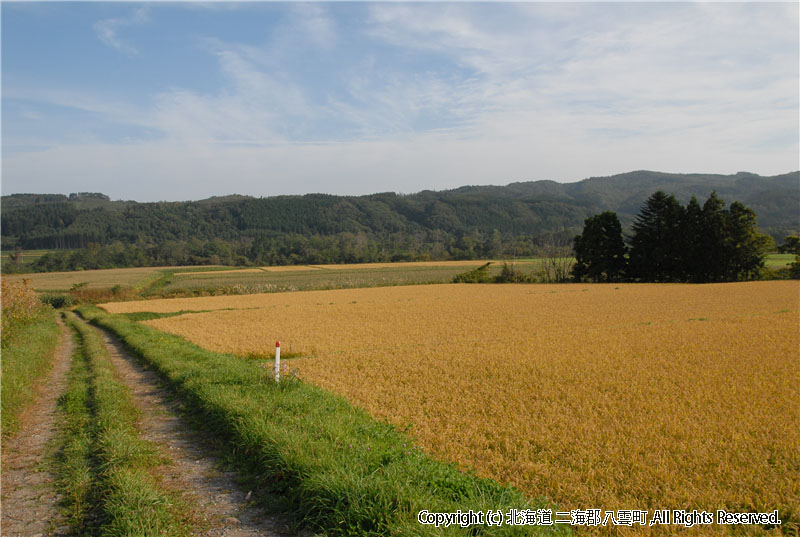 H18.10.05　風景（東野稲）  