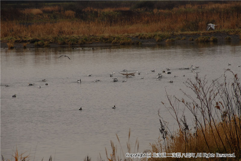 H18.11.07　風景（遊楽部川河口、野田生） 