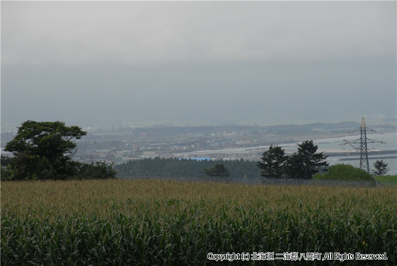 H20.09.05　芋掘り風景