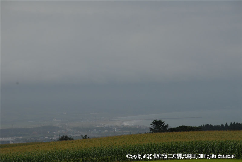 H20.09.05　芋掘り風景