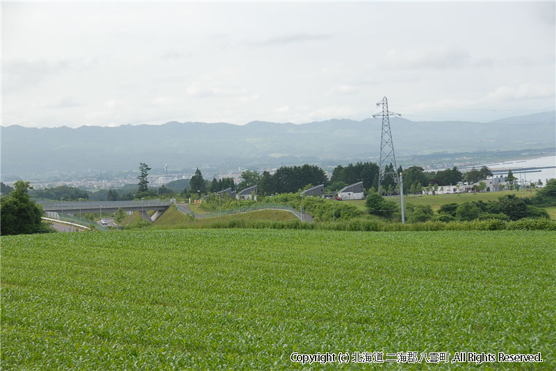 H22.07.06　風景 芋の花