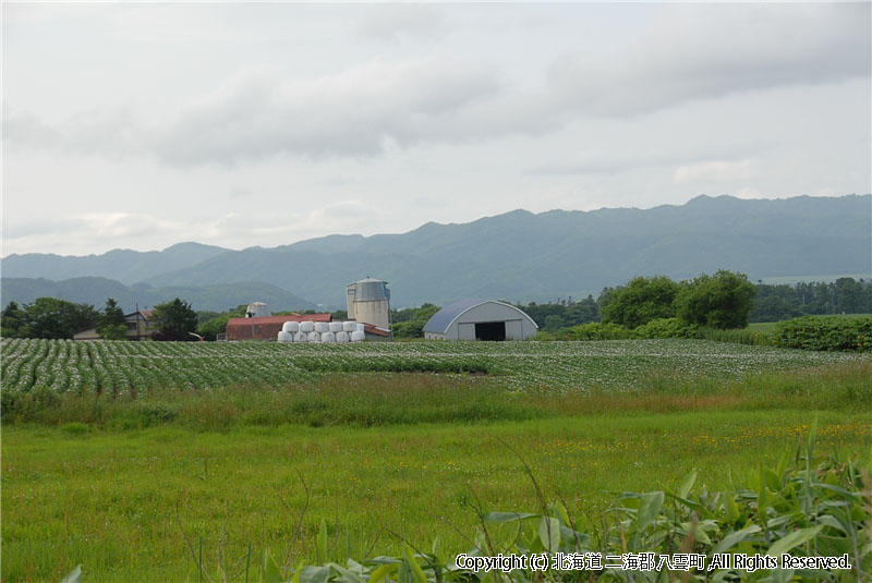 H22.07.06　風景 芋の花