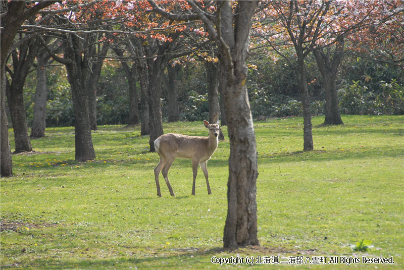 H21.05.08　さらんべ公園、野田生公園