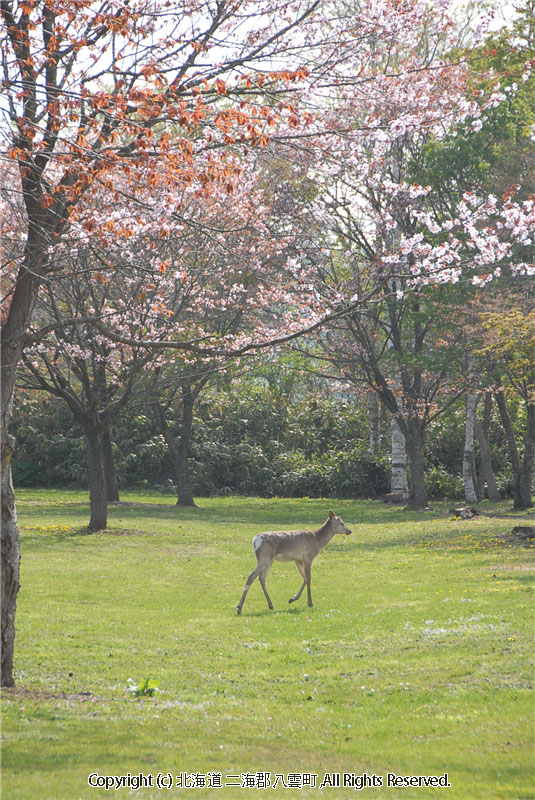 H21.05.08　さらんべ公園、野田生公園