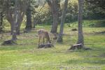 H21.05.08　さらんべ公園、野田生公園