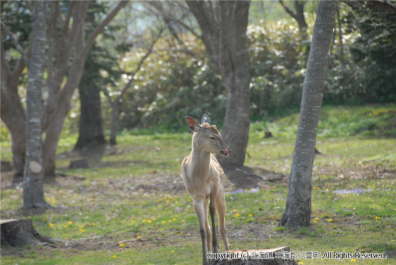 H21.05.08　さらんべ公園、野田生公園