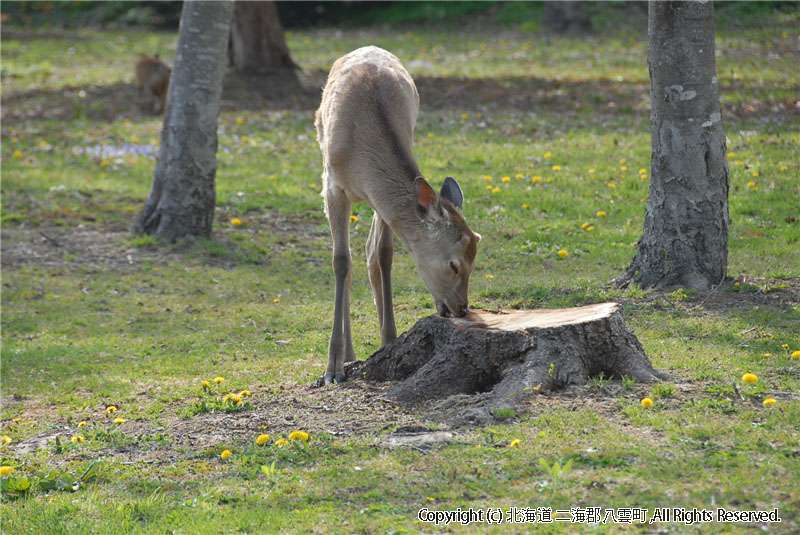 H21.05.08　さらんべ公園、野田生公園