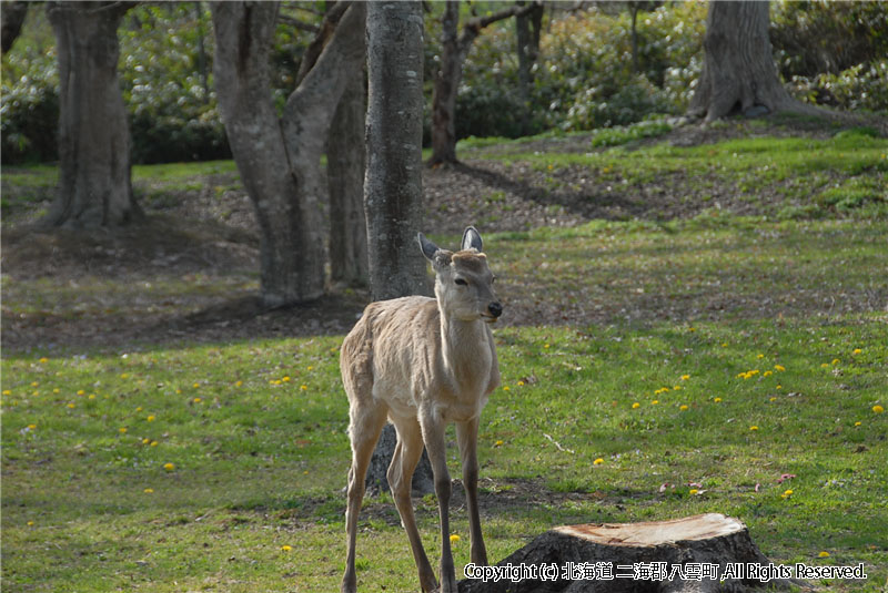 H21.05.08　さらんべ公園、野田生公園