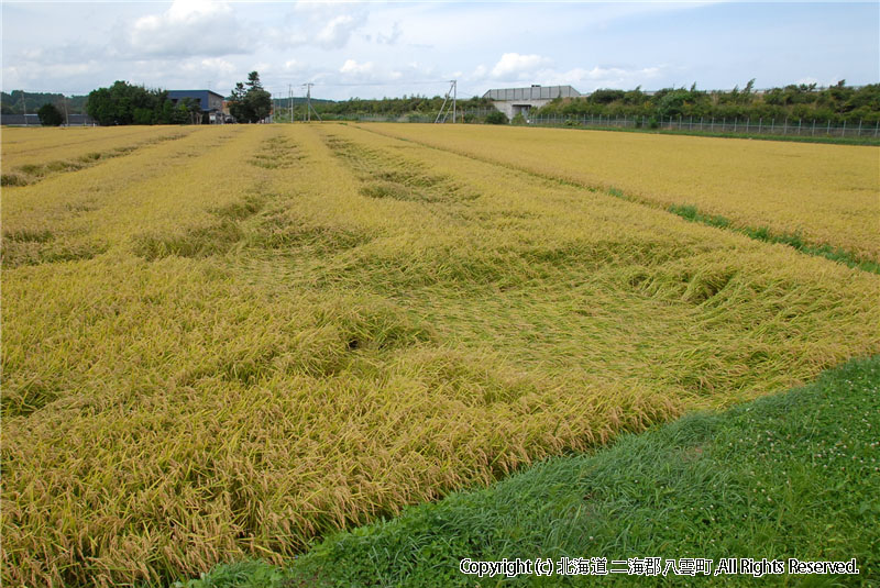 H22.09.06 東野田んぼ