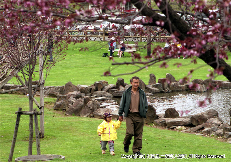 H17.05.08　さらんべ公園桜まつり 