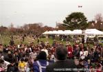 H17.05.08　さらんべ公園桜まつり 