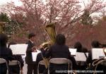 H17.05.08　さらんべ公園桜まつり 