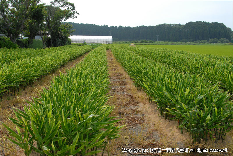 H18.08.07　風景