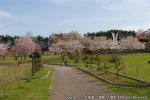 H23.05.15　H23.05.11　さらんべ公園