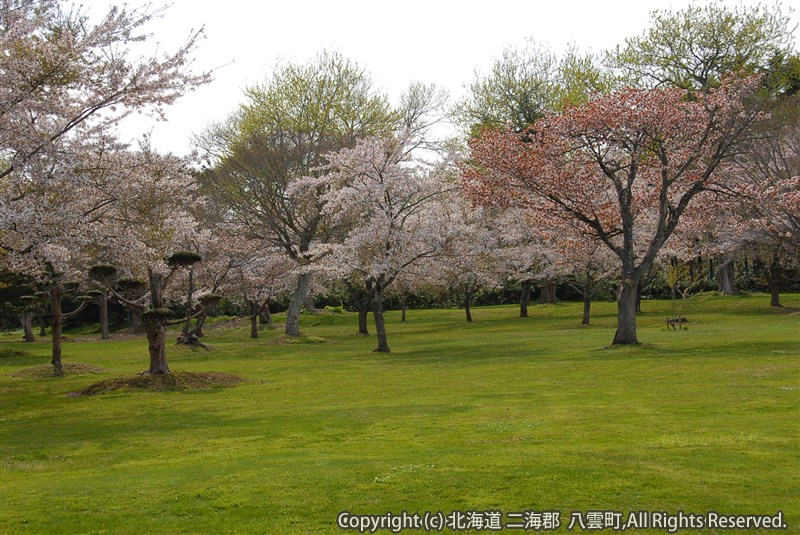 H23.05.15　H23.05.11　さらんべ公園