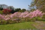 H23.05.26 落部公園つつじ・さくら