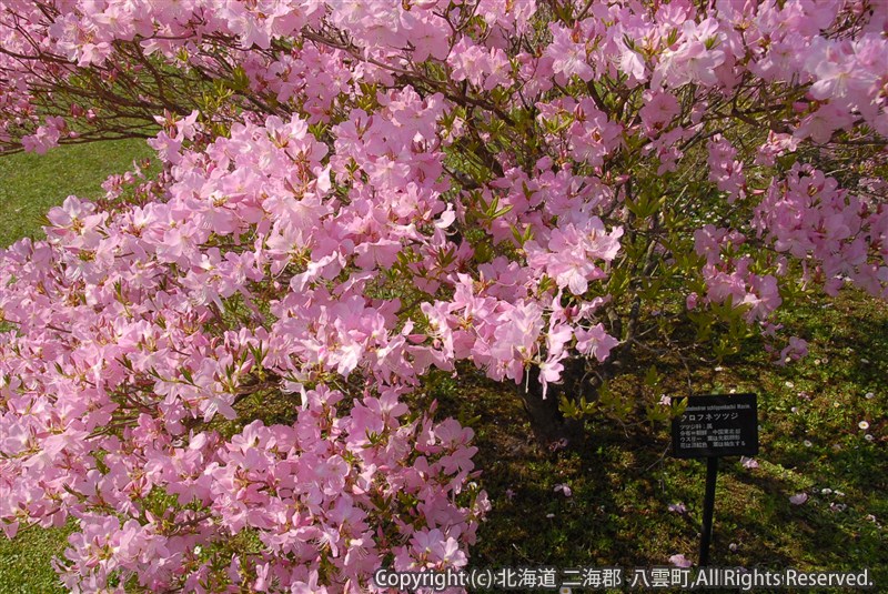 H23.05.26 落部公園つつじ・さくら