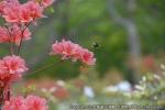 H23.06.07 落部公園逆さ虹・つつじ