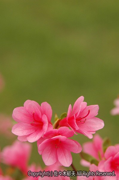 野の花 H18 初夏