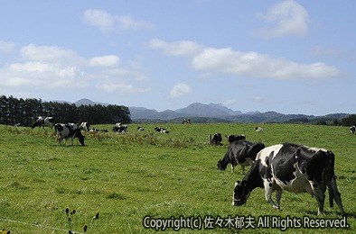 八雲　H21年 9月 育成牧場