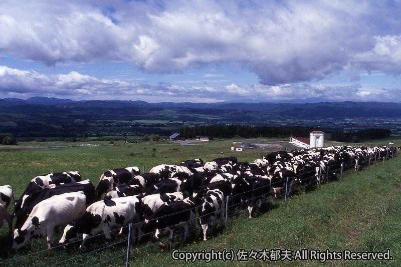 八雲 育成牧場 撮影日時不明