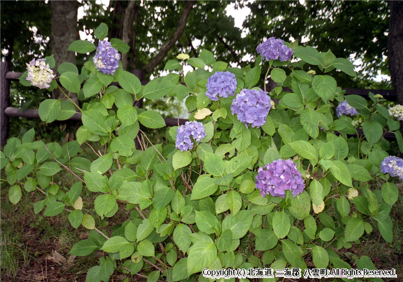 H16 その他植物