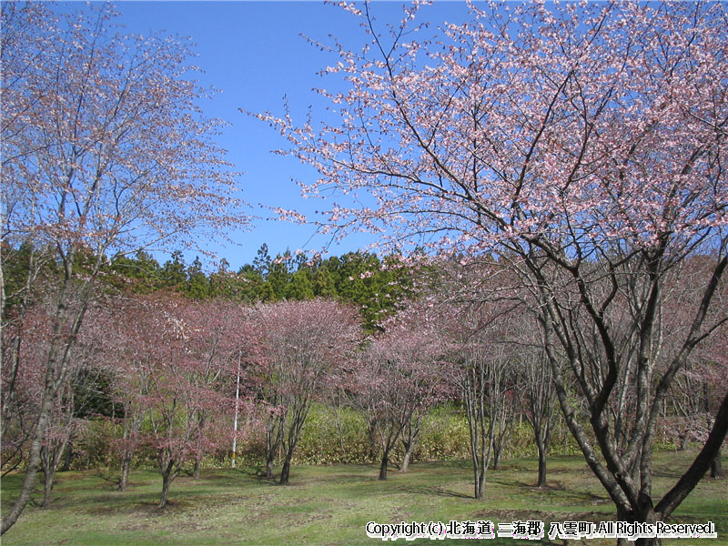 H16　さくら　落部公園