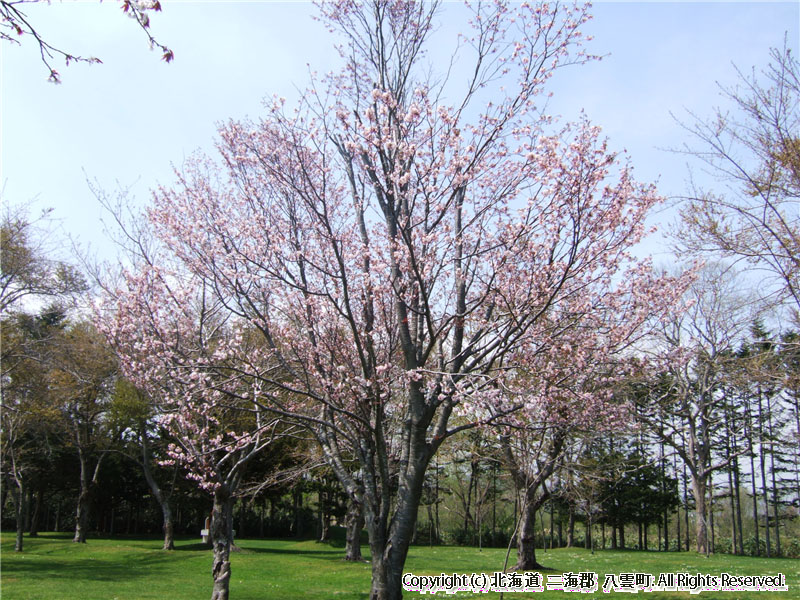 H17.05.13　桜（さらんべ公園）